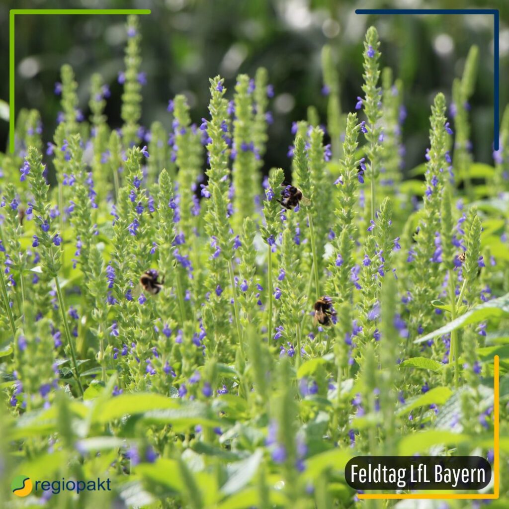 Zu sehen ist eine Chia Pflanze in auf dem Acker, die blaue Blüten trägt und an denen sich Hummeln und Bienen befinden.
