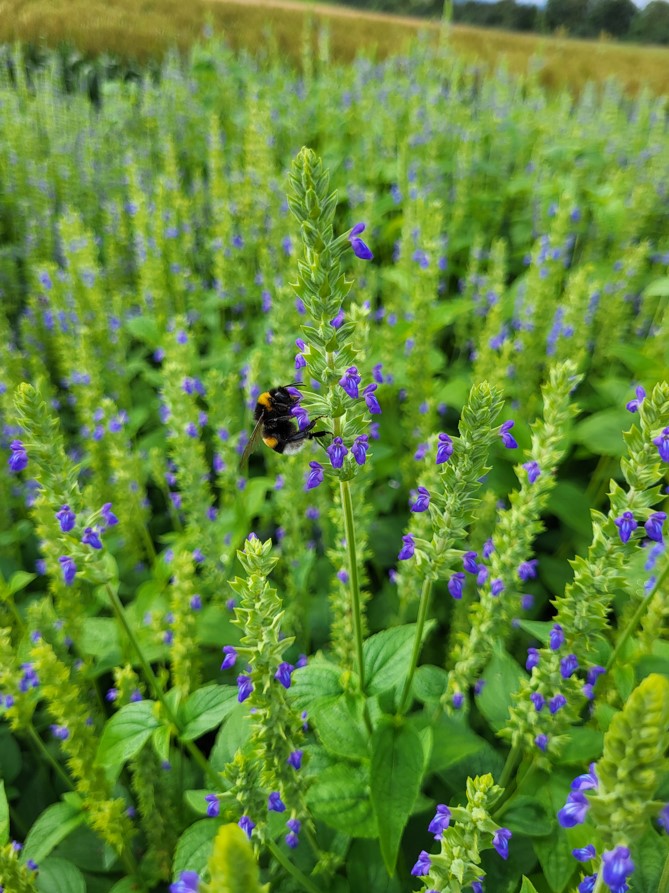 Zu sehen sind grüne Chia-Pflanzen mit violetten Blüten auf einem Acker.