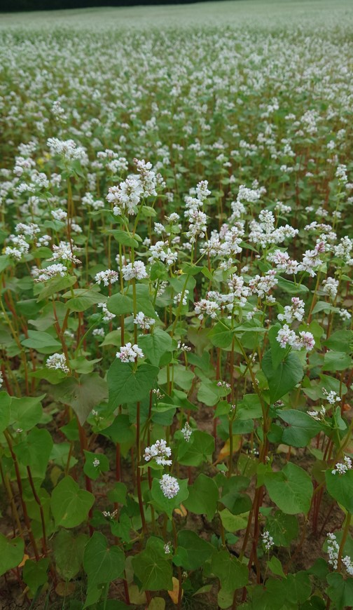 Zu sehen sind grüne Buchweizenpflanzen mit weißen Blüten auf einem Acker.