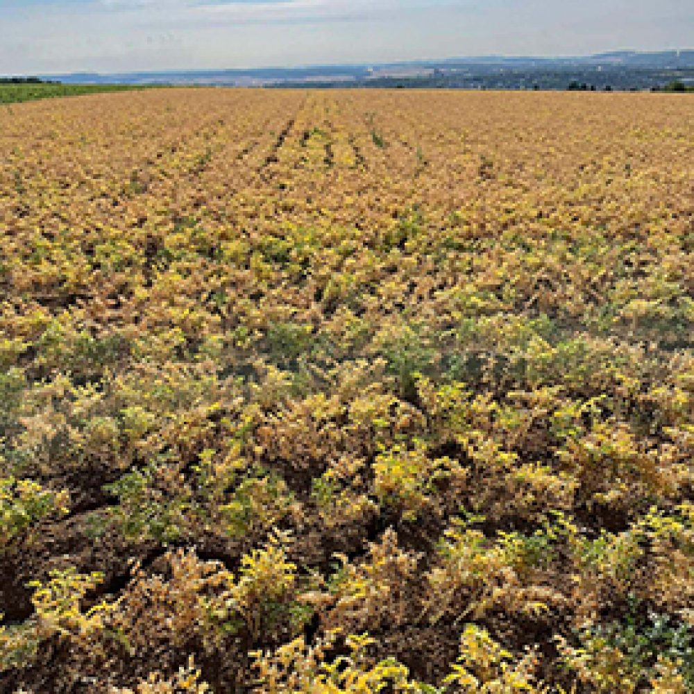 kicherbsen-feld-landwirtschaft_peter_breunig