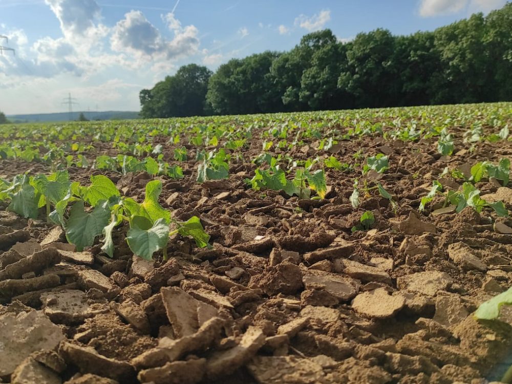 Junge Kidneybohnenpflanzen auf einem Acker in der Region Franken mit einem Wald im Hintergrund.