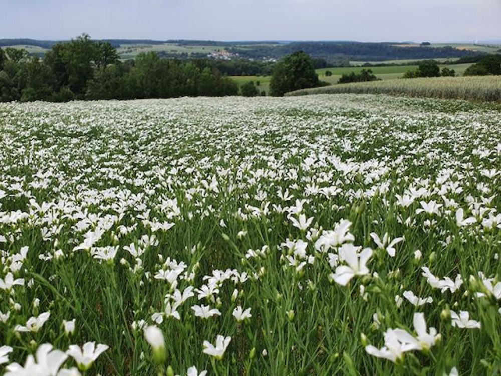 leguminose-blüte-landwirtschaft-bgneuhof