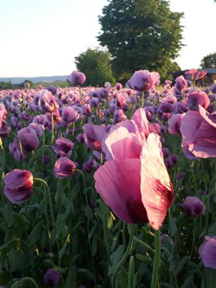 Mohnfeld im Sonnenuntergang in der Region Hohenlohe auf dem die Pflanzen rosa bluehen.